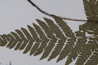 愛德氏肋毛蕨藏品圖，第3張