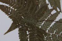 愛德氏肋毛蕨藏品圖，第4張