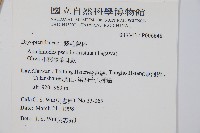 小葉複葉耳蕨藏品圖，第2張