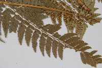 小葉複葉耳蕨藏品圖，第3張