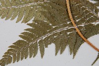 小葉複葉耳蕨藏品圖，第5張