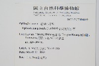 帶狀瓶爾小草藏品圖，第2張