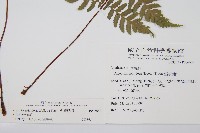 台灣桫欏藏品圖，第2張