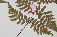 台灣桫欏藏品圖，第3張