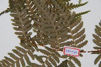 台灣桫欏藏品圖，第4張