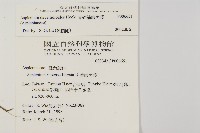 骨碎補鐵角蕨藏品圖，第1張