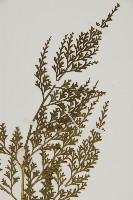 骨碎補鐵角蕨藏品圖，第2張
