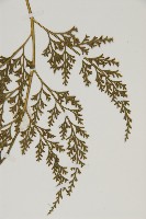 骨碎補鐵角蕨藏品圖，第3張