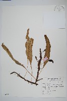 波氏星蕨藏品圖，第1張