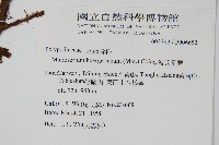 波氏星蕨藏品圖，第2張