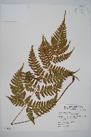 長葉鱗毛蕨藏品圖，第1張