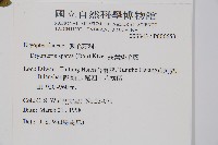 長葉鱗毛蕨藏品圖，第2張