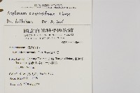 大蓬萊鐵角蕨藏品圖，第1張