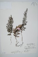 南海瓶蕨藏品圖，第1張