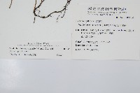 南海瓶蕨藏品圖，第2張