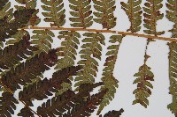 台灣桫欏藏品圖，第5張