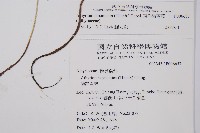 東洋蹄蓋蕨藏品圖，第2張