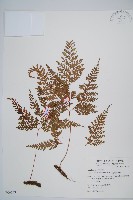 海州骨碎補藏品圖，第1張