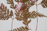 海州骨碎補藏品圖，第3張