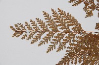 海州骨碎補藏品圖，第4張