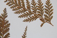 海州骨碎補藏品圖，第5張