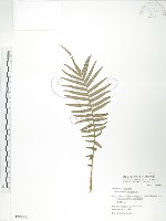 鱗蓋鳳尾蕨藏品圖，第1張
