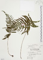 密毛毛蕨藏品圖，第1張