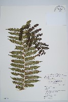 台灣桫欏藏品圖，第1張