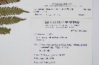台灣桫欏藏品圖，第2張