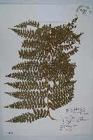 亞粗毛鱗蓋蕨藏品圖，第1張