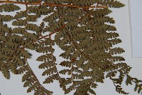 亞粗毛鱗蓋蕨藏品圖，第3張