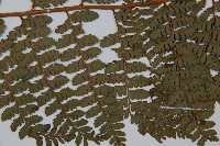 亞粗毛鱗蓋蕨藏品圖，第4張