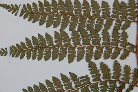 亞粗毛鱗蓋蕨藏品圖，第5張