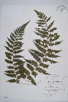 奄美雙蓋蕨藏品圖，第1張