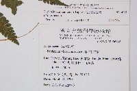 奄美雙蓋蕨藏品圖，第2張