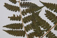 奄美雙蓋蕨藏品圖，第4張