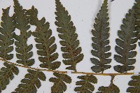 奄美雙蓋蕨藏品圖，第5張