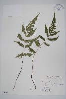 假蹄蓋蕨、東洋蹄蓋蕨藏品圖，第1張