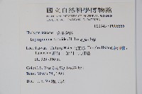 假蹄蓋蕨、東洋蹄蓋蕨藏品圖，第2張