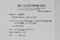 松葉蕨藏品圖，第2張