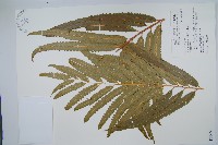 粗齒革葉紫萁藏品圖，第1張