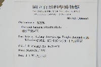 粗齒革葉紫萁藏品圖，第2張