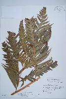 臺灣狗脊蕨藏品圖，第1張