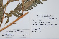 臺灣狗脊蕨藏品圖，第2張
