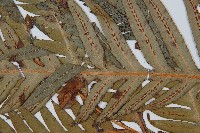 臺灣狗脊蕨藏品圖，第4張