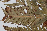 臺灣狗脊蕨藏品圖，第5張