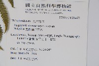 翅軸假金星蕨、短柄卵果蕨藏品圖，第2張