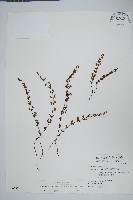 細葉碎米蕨藏品圖，第1張