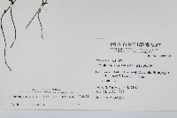 細葉碎米蕨藏品圖，第2張