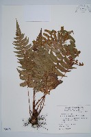 鞭葉耳蕨藏品圖，第1張